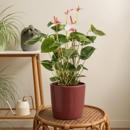 Plant Anthurium roze