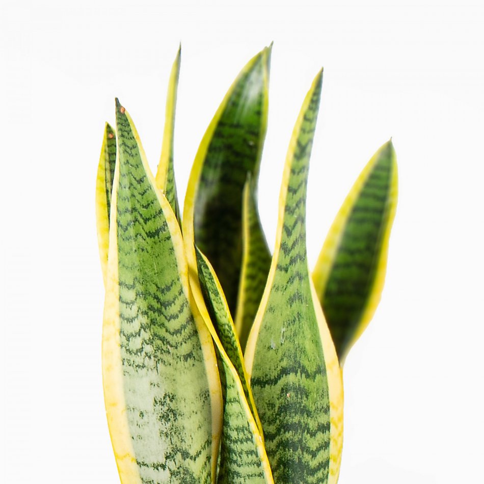 Plant Sansevieria